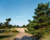 omgeving berkenhorst