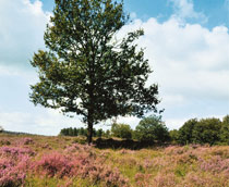 Vakantie Achterhoek Omgeving