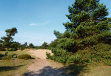 Natuur op de Veluwe